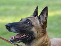 54 I am Akela the one and only of the beautiful black one